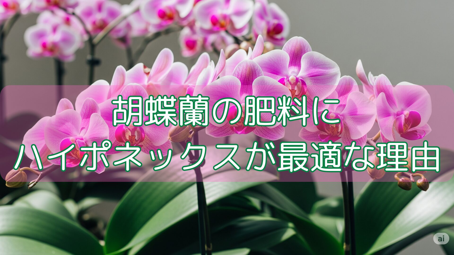 胡蝶蘭の肥料にハイポネックスが最適な理由