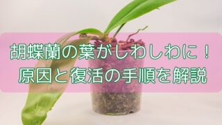 胡蝶蘭の葉がしわしわに！原因と復活の手順を解説