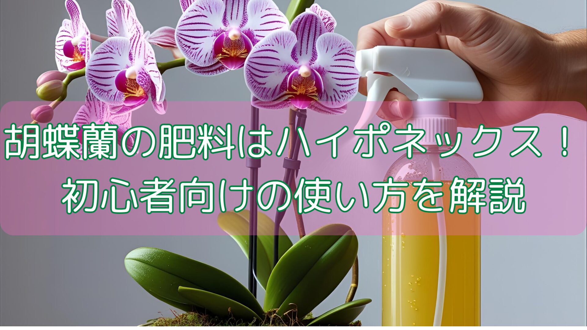 胡蝶蘭の肥料はハイポネックス！初心者向けの使い方を解説