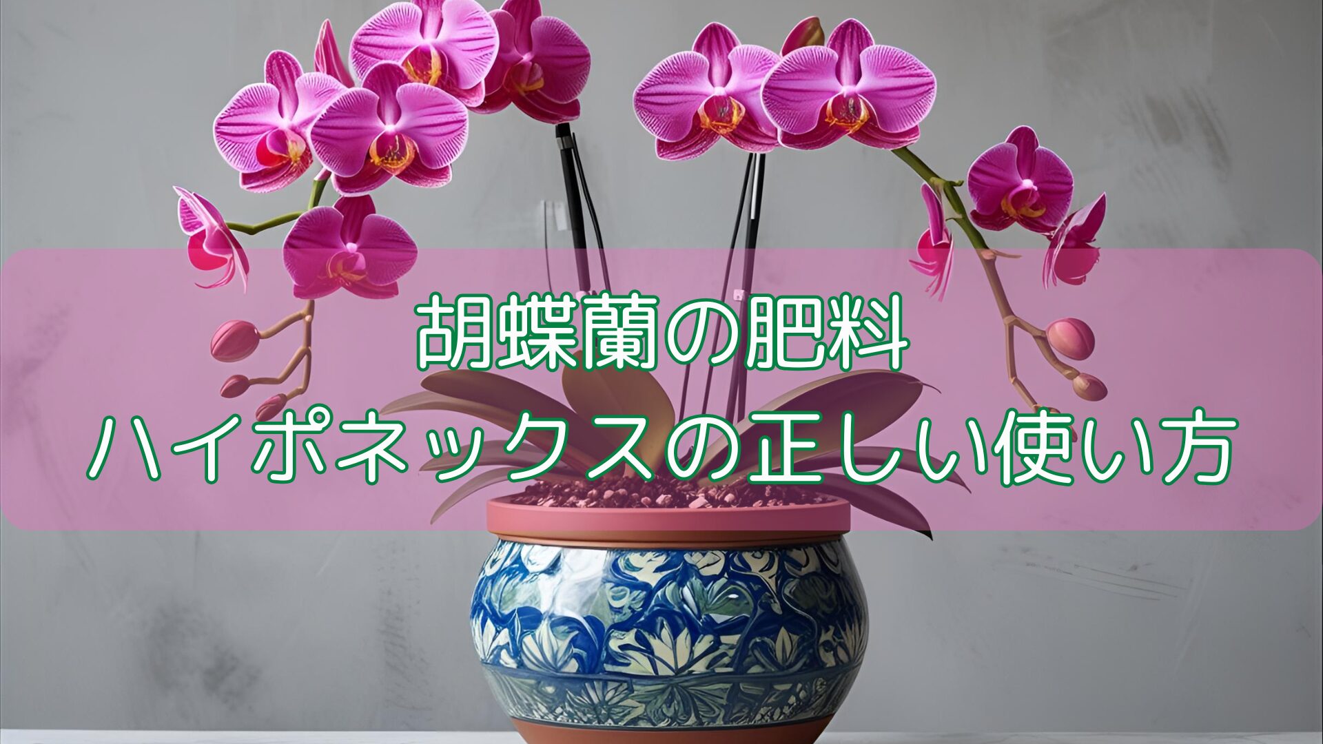 胡蝶蘭の肥料｜ハイポネックスの正しい使い方