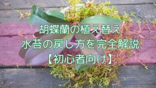 胡蝶蘭の植え替え｜水苔の戻し方を完全解説【初心者向け】