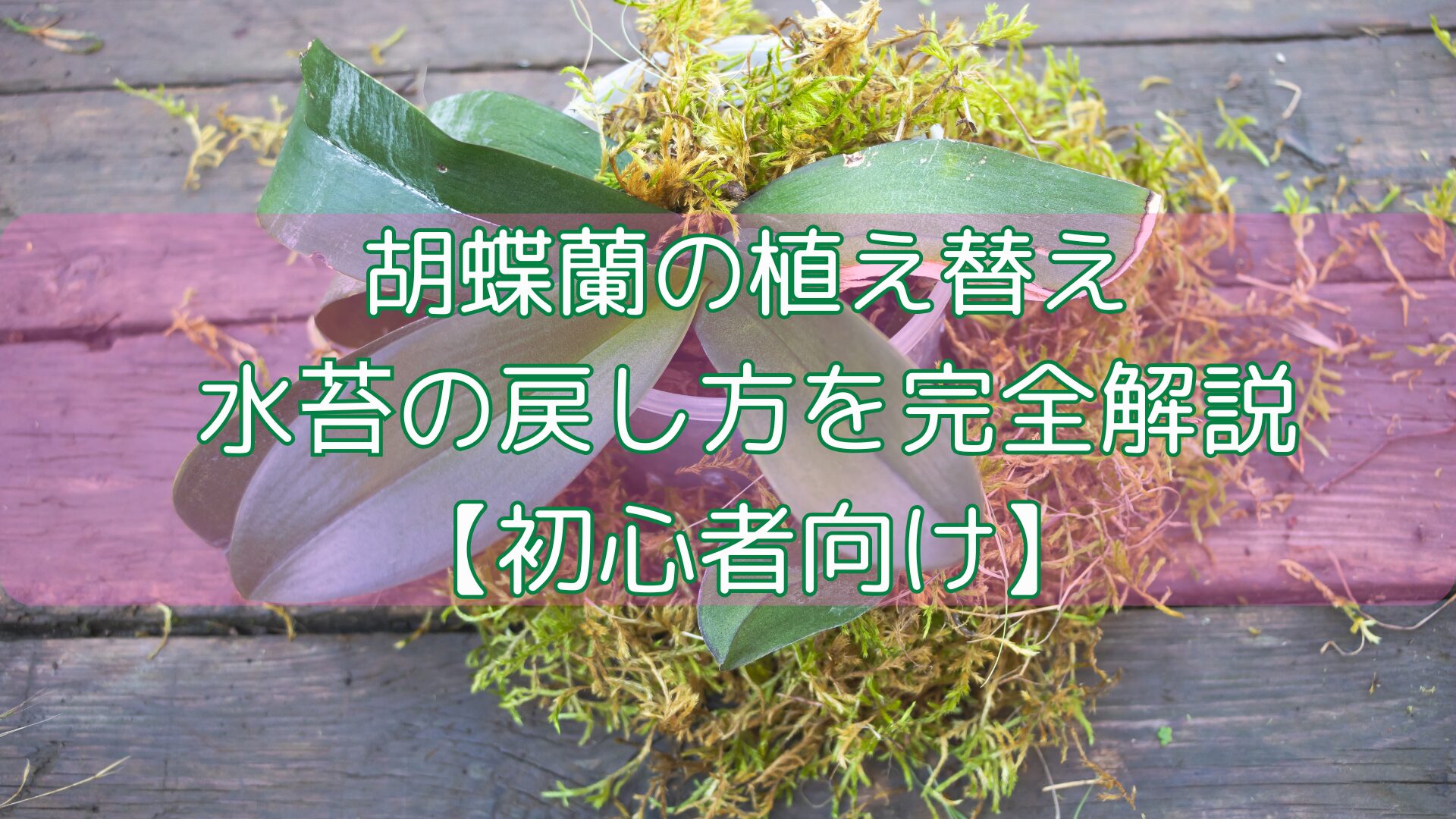 胡蝶蘭の植え替え|水苔の戻し方を完全解説【初心者向け】