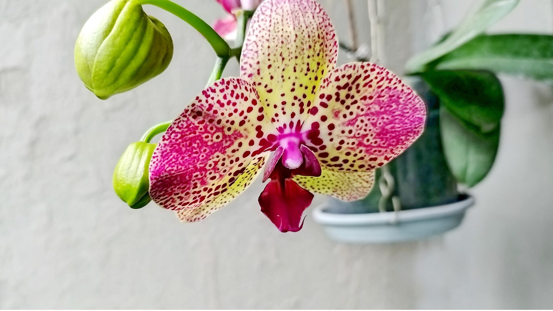間違えやすい根と花芽の違いとは