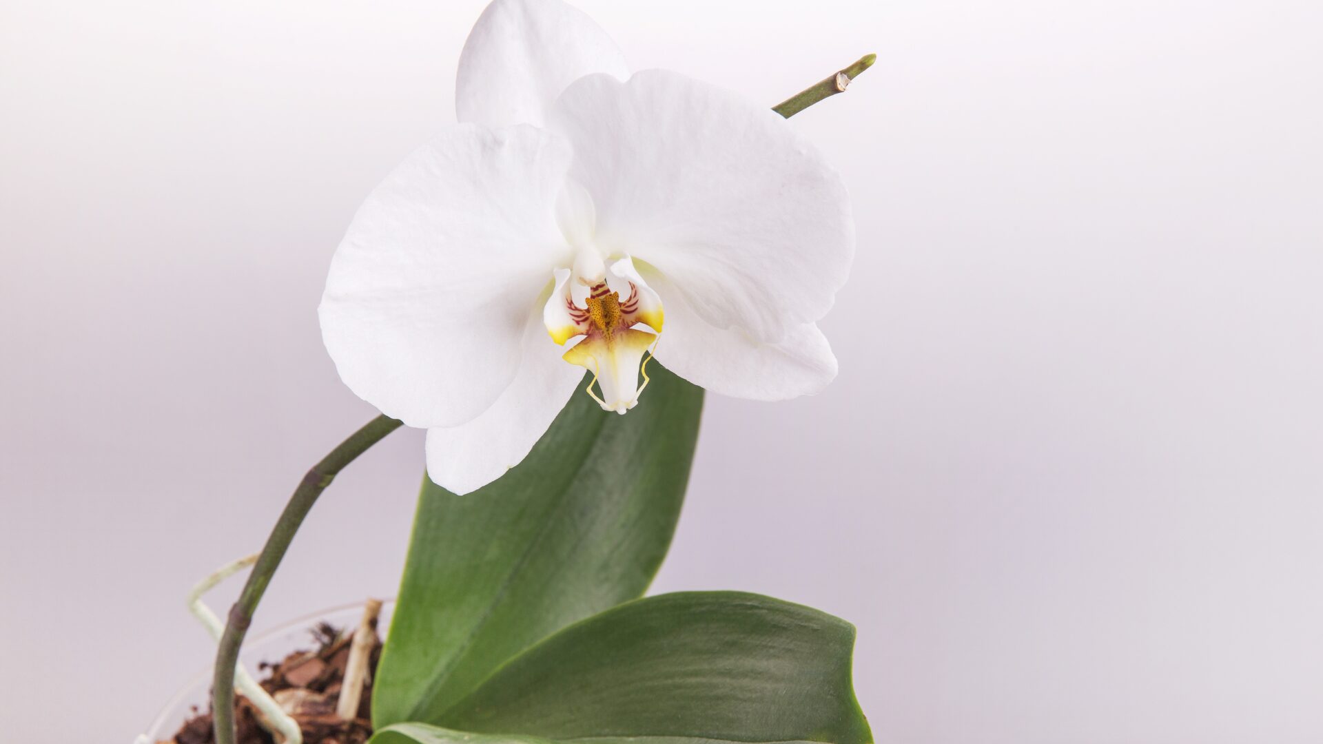 初心者向け！胡蝶蘭の茎を切る基本
