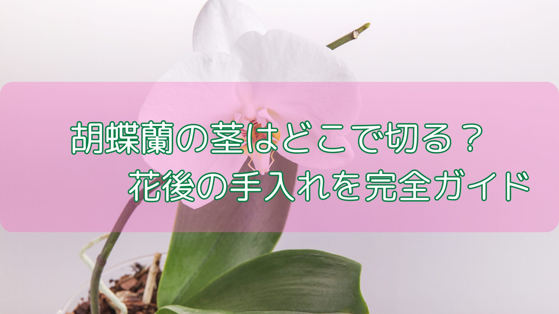 胡蝶蘭の茎はどこで切る？花後の手入れを完全ガイド