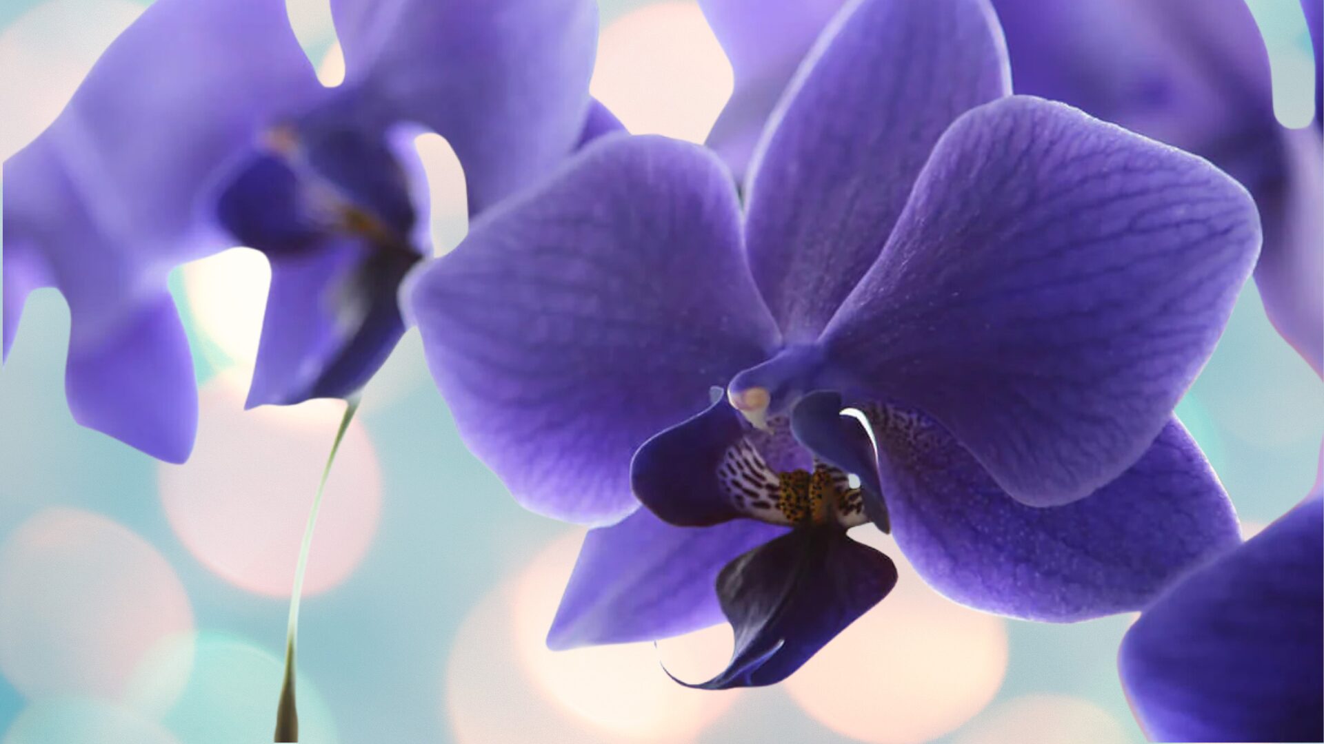 奇跡を呼ぶ特別な花言葉