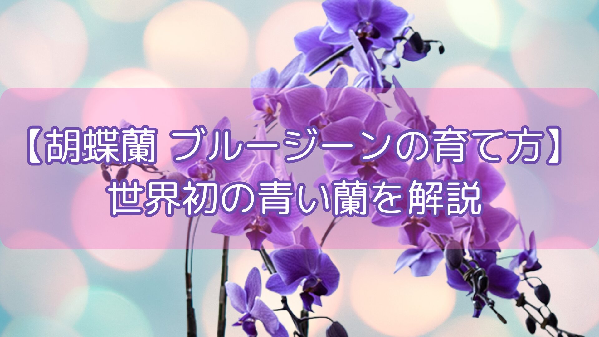 【胡蝶蘭 ブルージーンの育て方】世界初の青い蘭を解説