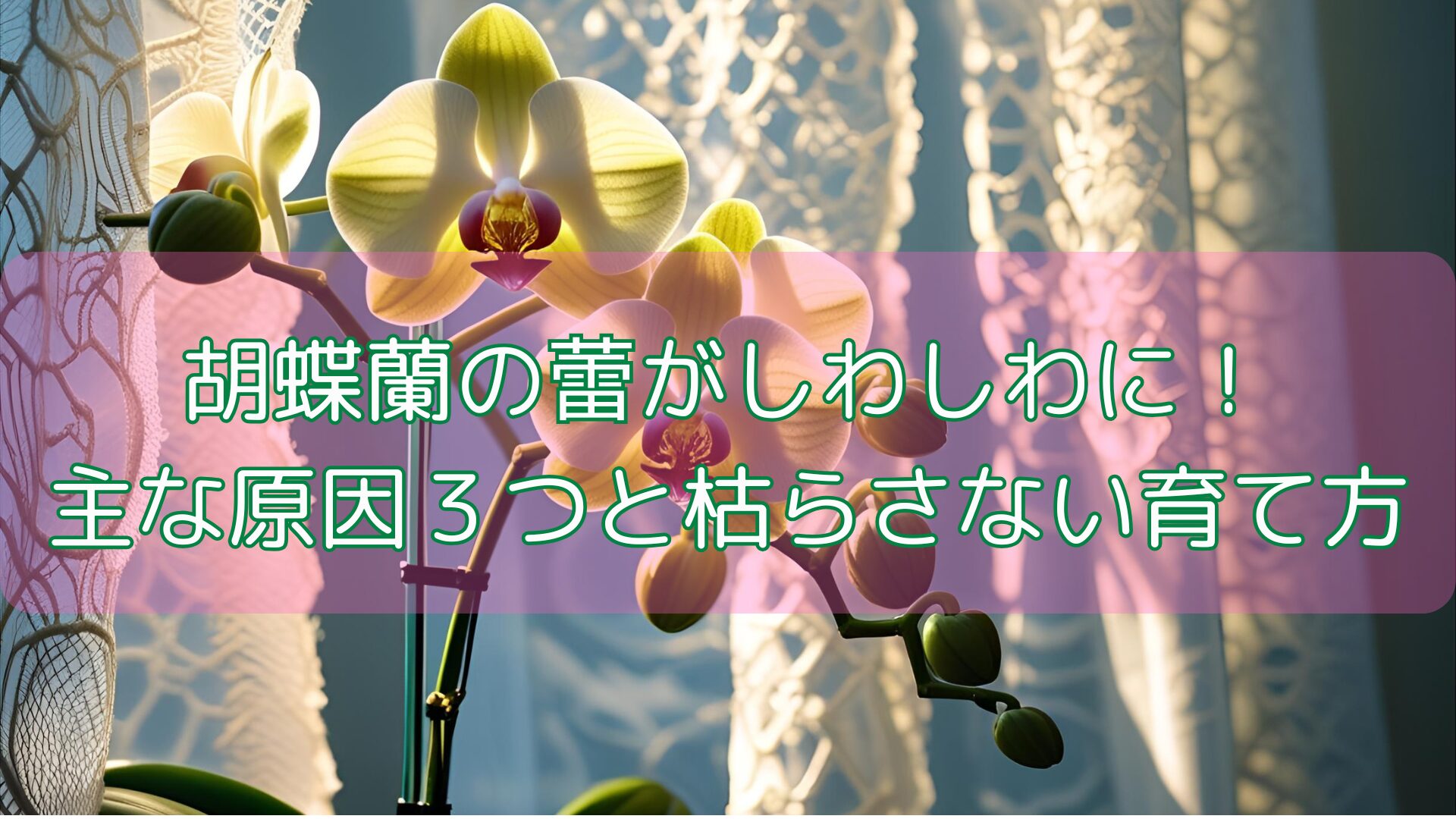 胡蝶蘭の蕾がしわしわに!主な原因3つと枯らさない育て方
