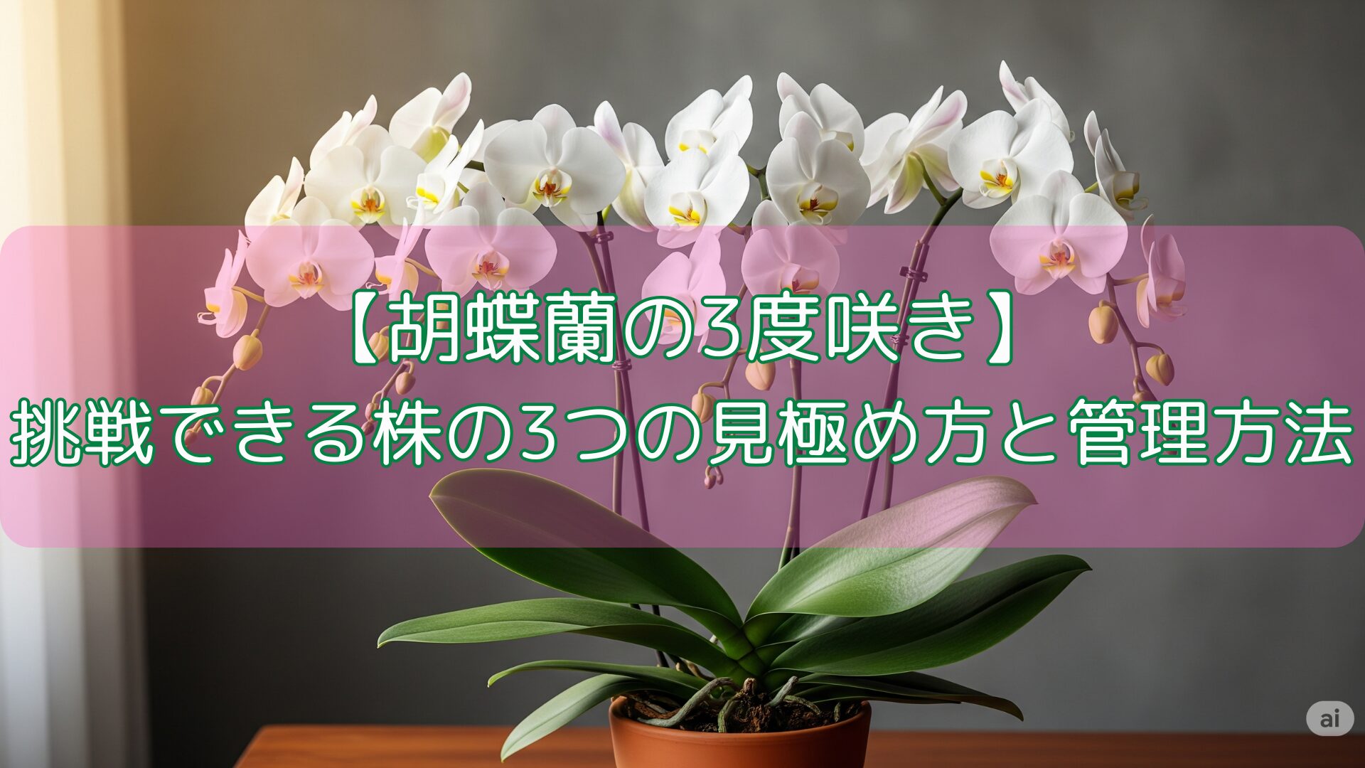 【胡蝶蘭の3度咲き】挑戦できる株の3つの見極め方と管理方法