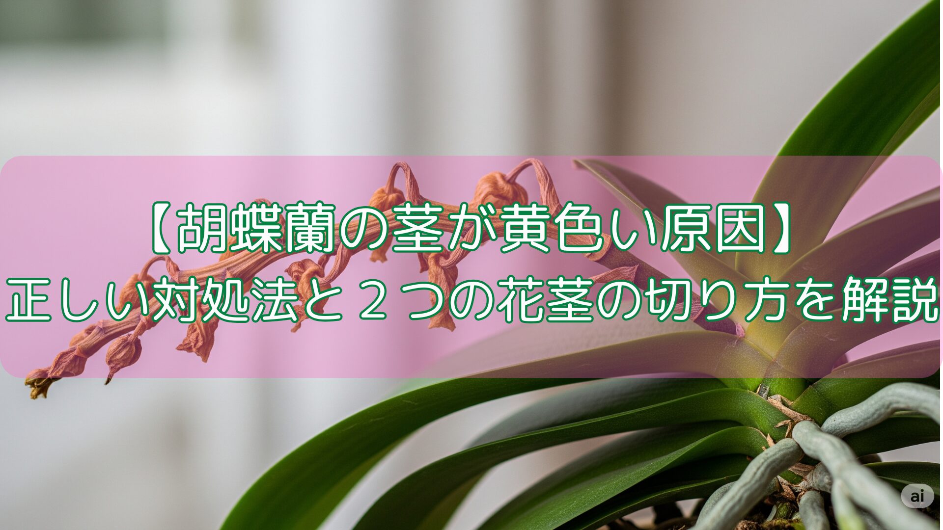 【胡蝶蘭の茎が黄色い原因】正しい対処法と２つの花茎の切り方を解説