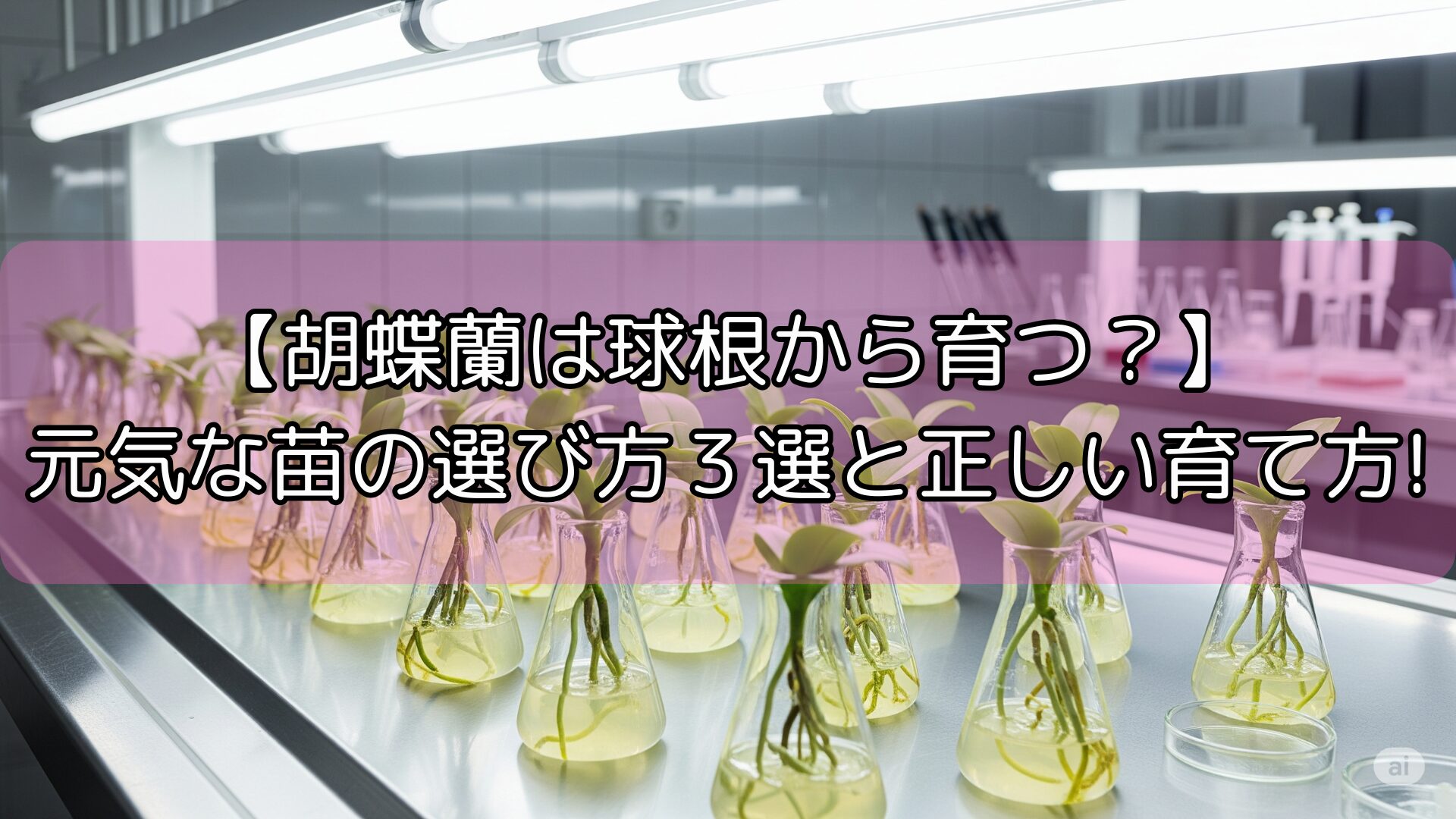 【胡蝶蘭は球根から育つ？】元気な苗の選び方３選と正しい育て方!