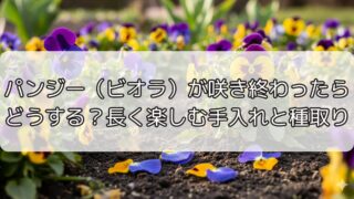 パンジー（ビオラ）が咲き終わったらどうする？長く楽しむ手入れと種取り