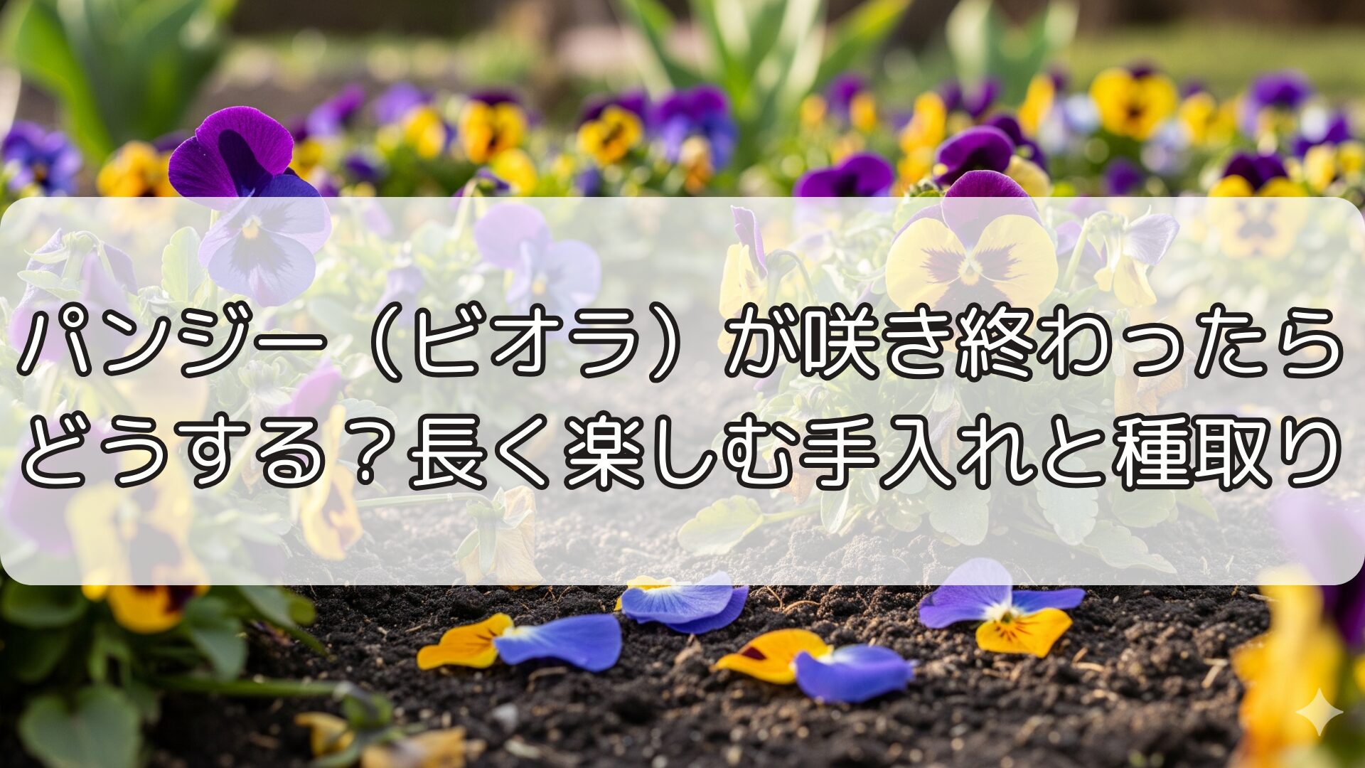 パンジー(ビオラ)が咲き終わったらどうする?長く楽しむ手入れと種取り