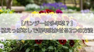 【パンジーは多年草？】植えっぱなしで毎年咲かせる2つの方法