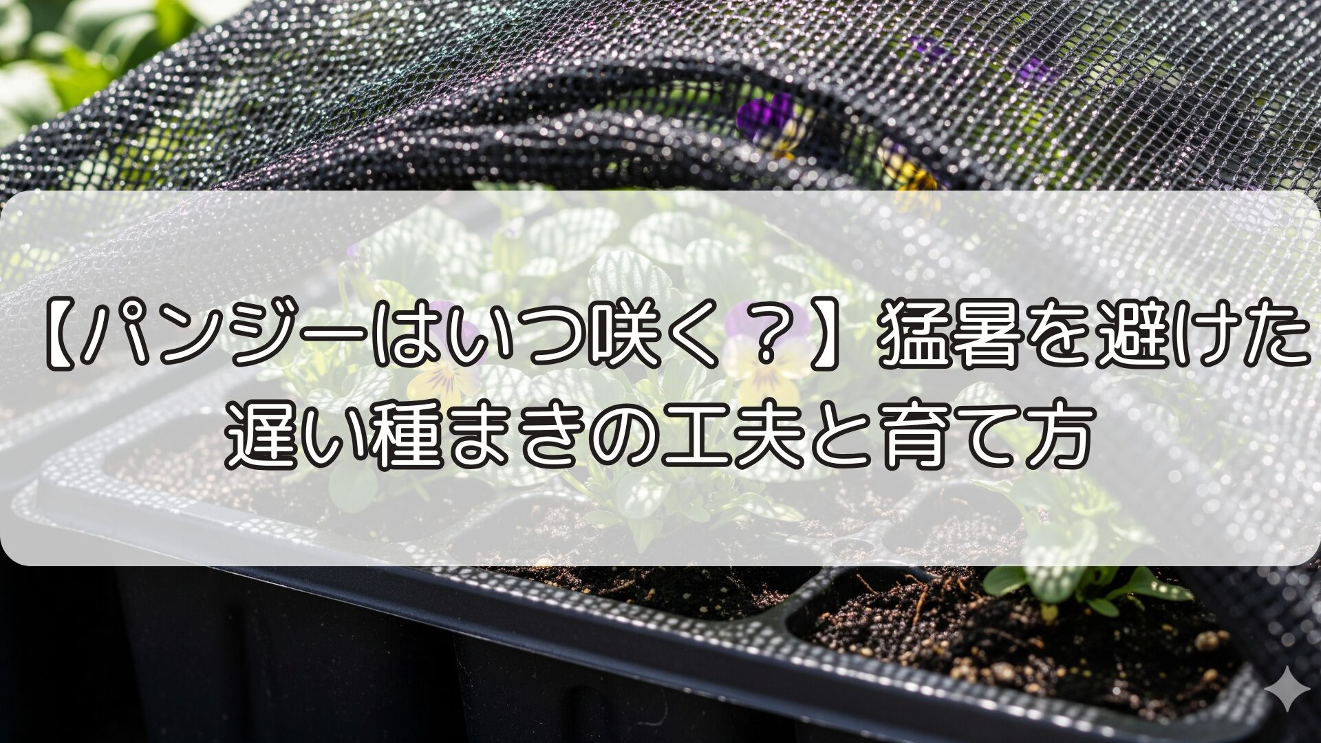 【パンジーはいつ咲く？】猛暑を避けた遅い種まきの工夫と育て方