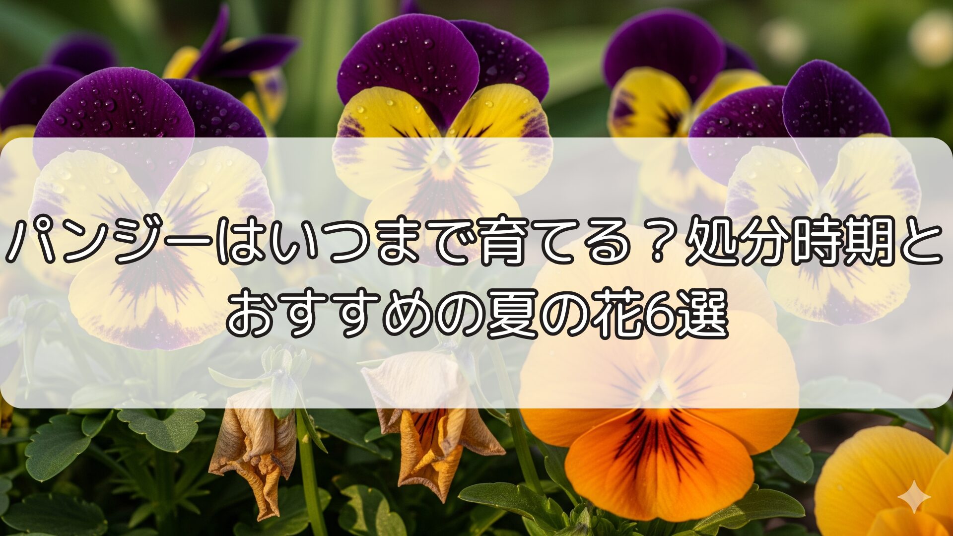 パンジーはいつまで育てる？処分時期とおすすめの夏の花6選