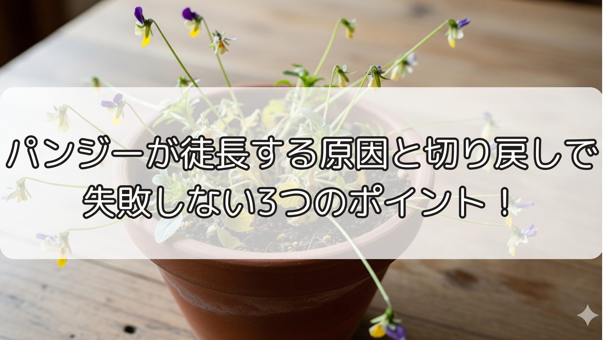 パンジーが徒長する原因と切り戻しで失敗しない3つのポイント！