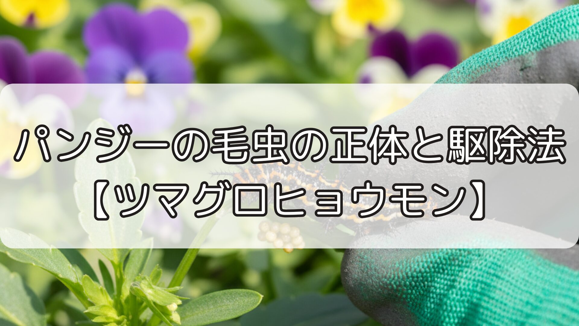 パンジーの毛虫の正体と駆除法【ツマグロヒョウモン】