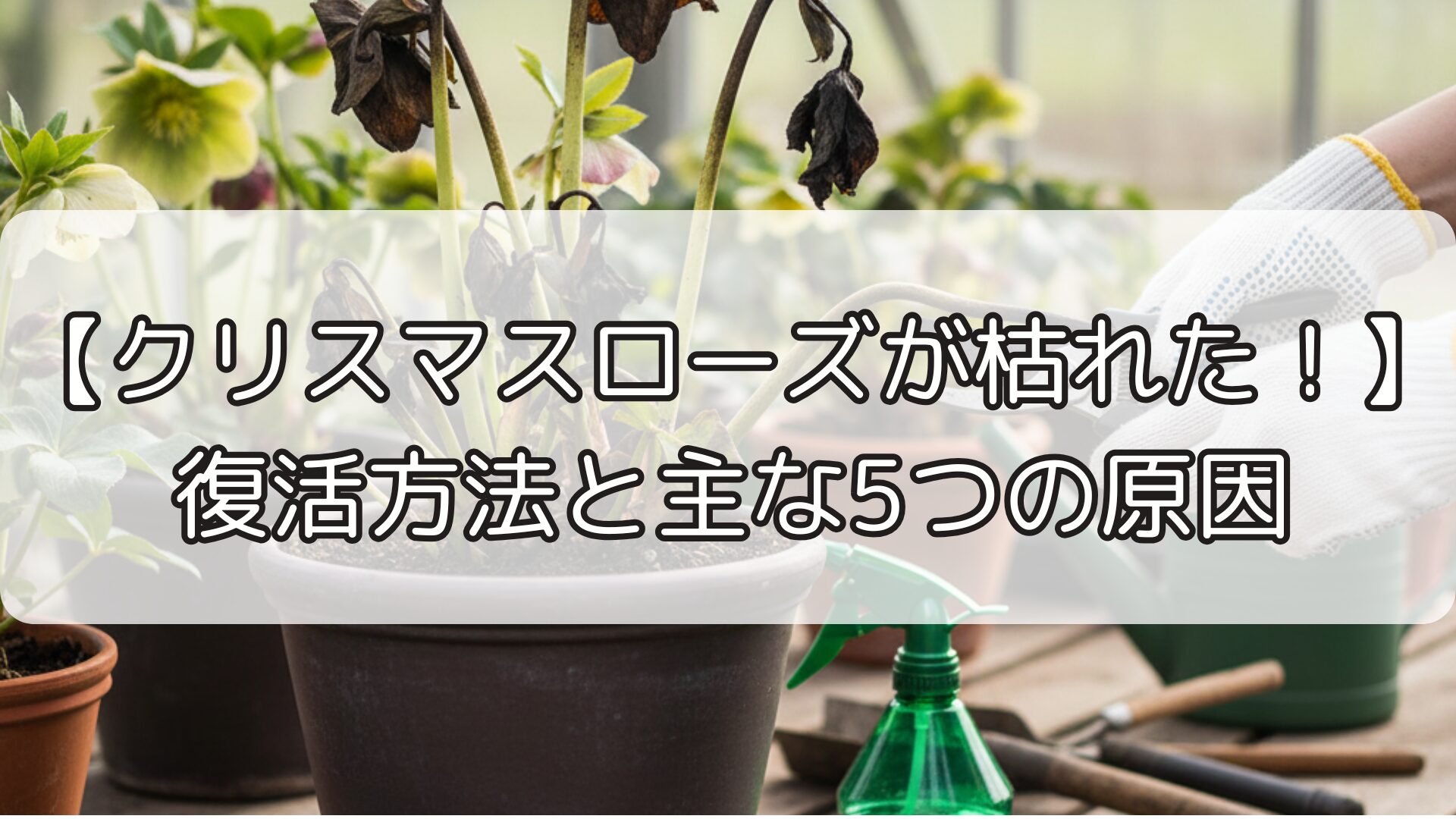 【クリスマスローズが枯れた！】復活方法と主な5つの原因