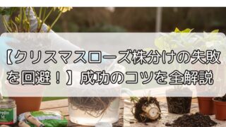 【クリスマスローズ株分けの失敗を回避!】成功のコツを全解説