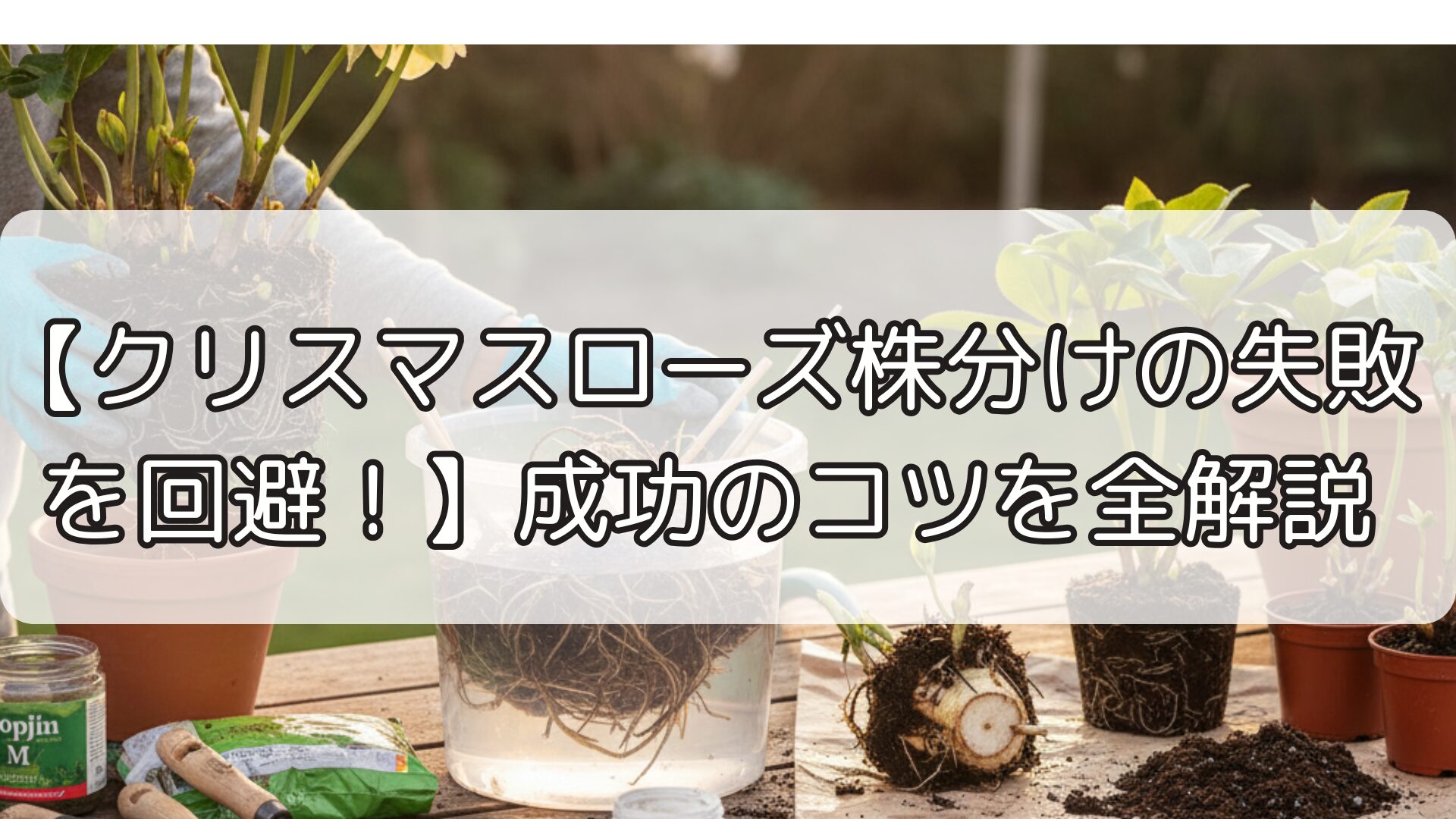 【クリスマスローズ株分けの失敗を回避！】成功のコツを全解説