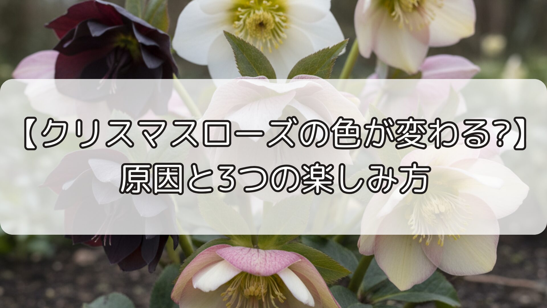 【クリスマスローズの色が変わる?】原因と3つの楽しみ方