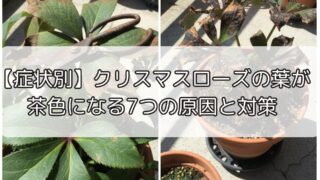【症状別】クリスマスローズの葉が茶色になる7つの原因と対策
