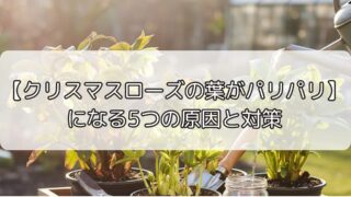【クリスマスローズの葉がパリパリ】になる5つの原因と対策