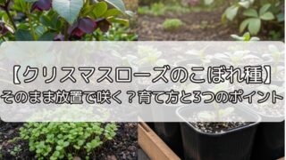 【クリスマスローズのこぼれ種】そのまま放置で咲く?育て方と3つのポイント