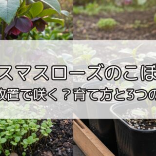 クリスマスローズのこぼれ種】そのまま放置で咲く？育て方と3つの