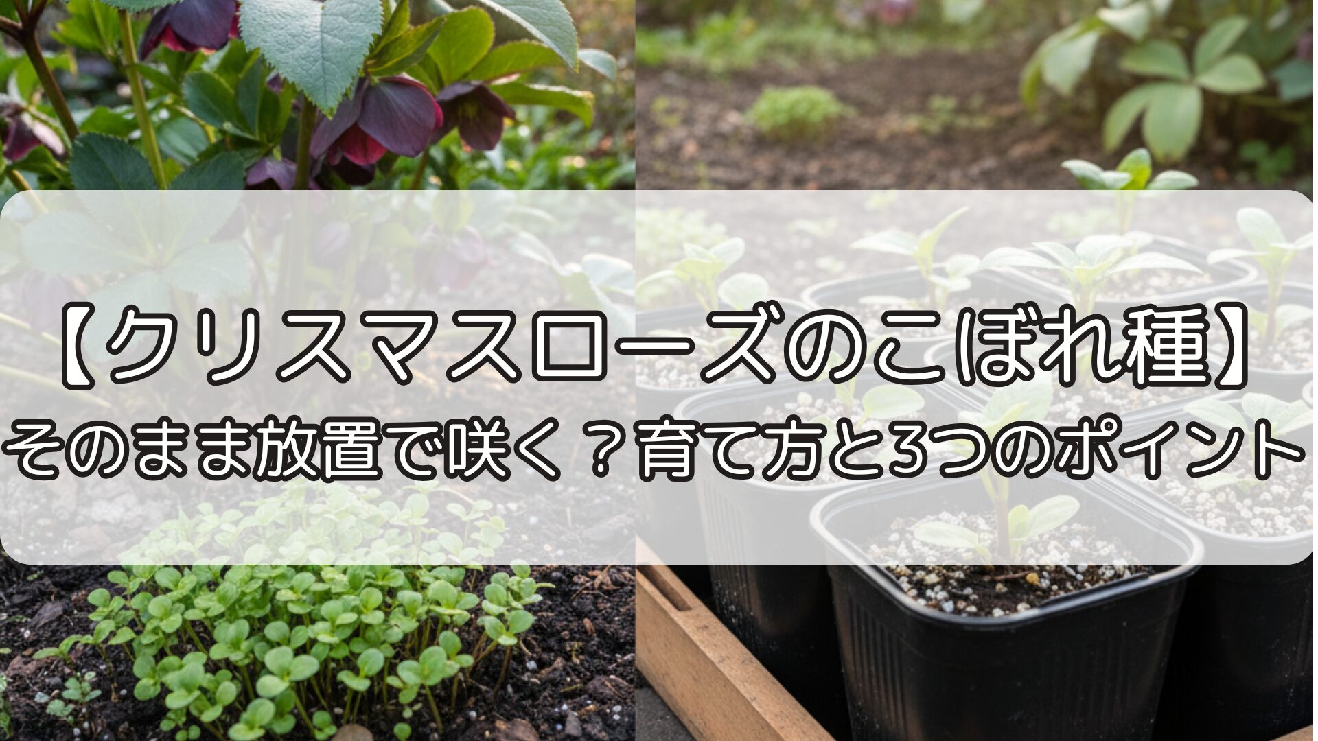 【クリスマスローズのこぼれ種】そのまま放置で咲く？育て方と3つのポイント
