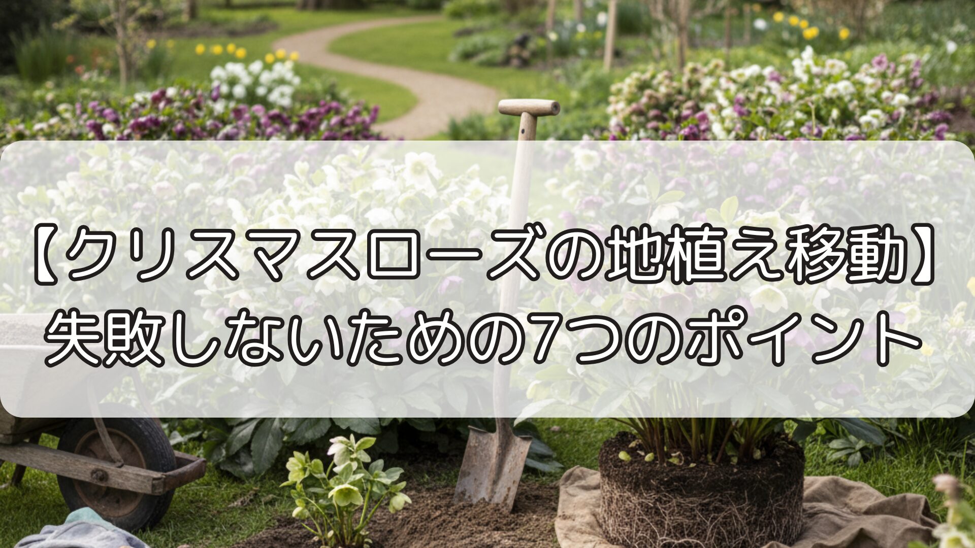 【クリスマスローズの地植え移動】失敗しないための7つのポイント
