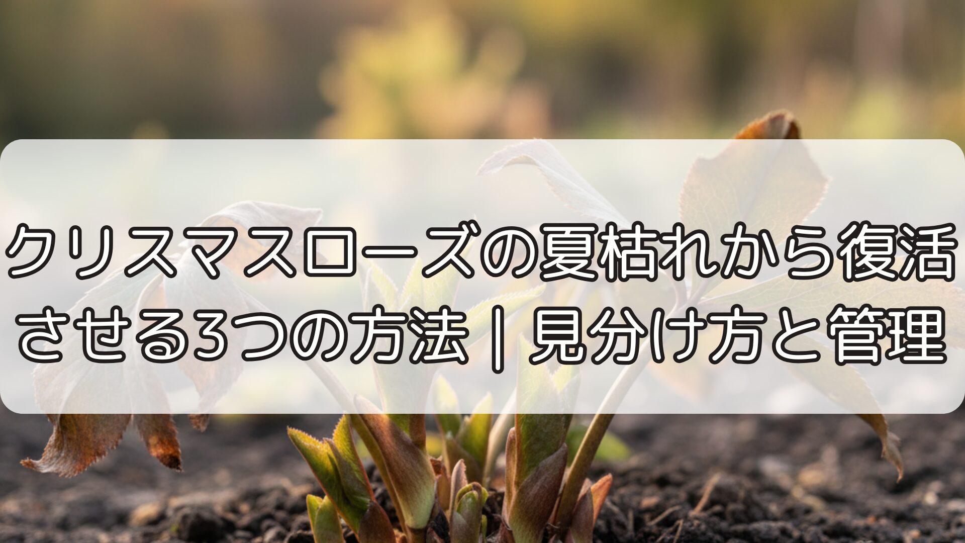 クリスマスローズの夏枯れから復活させる3つの方法｜見分け方と管理