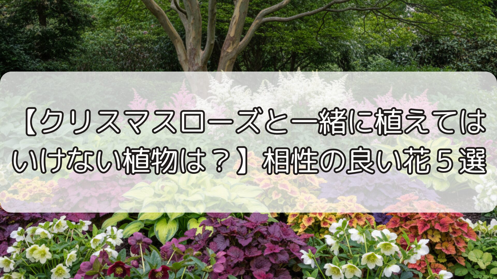 【クリスマスローズと一緒に植えてはいけない植物は？】相性の良い花５選