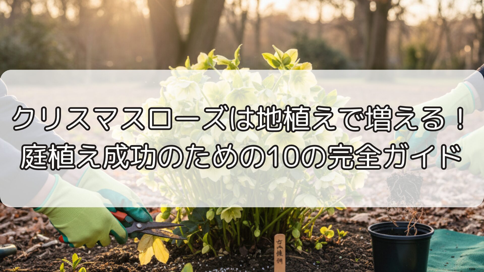 クリスマスローズは地植えで増える！庭植え成功のための10の完全ガイド