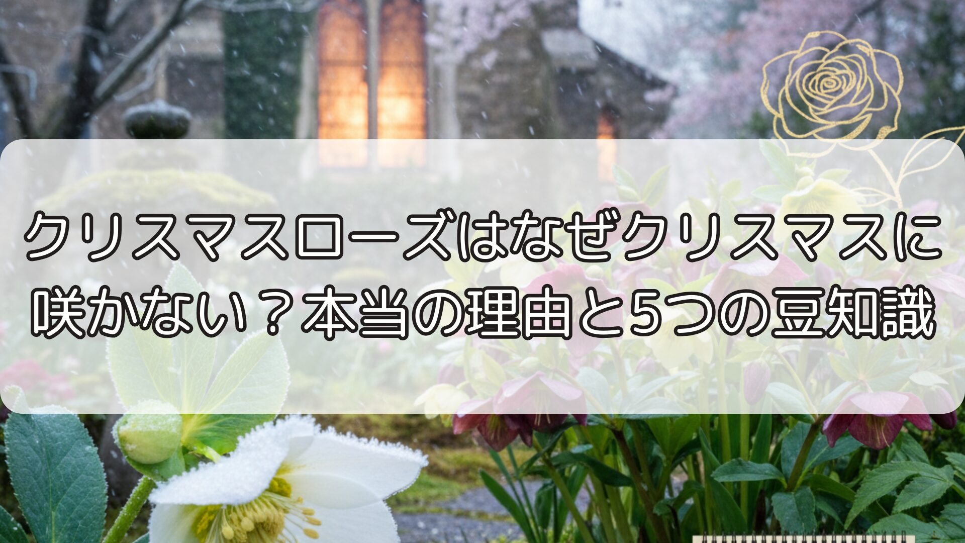 クリスマスローズはなぜクリスマスに咲かない？本当の理由と5つの豆知識