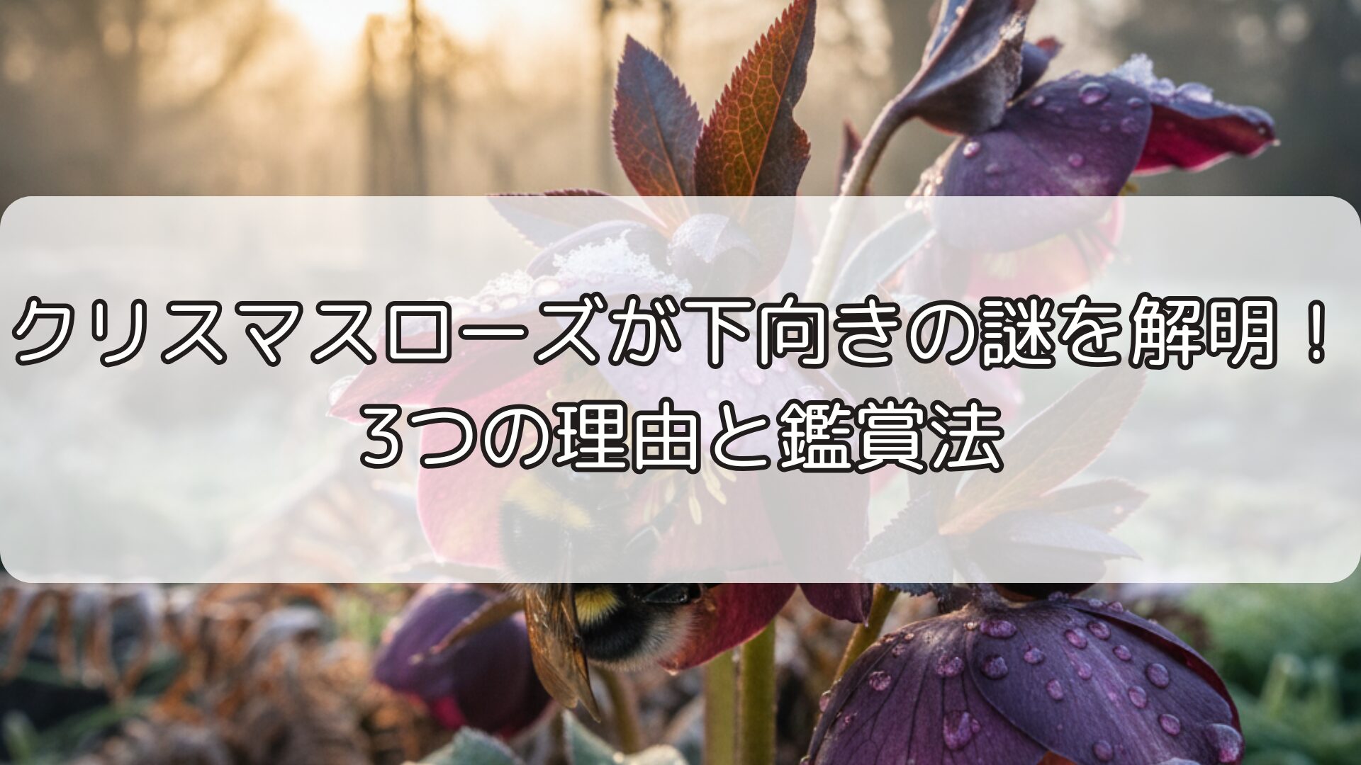 クリスマスローズが下向きの謎を解明！3つの理由と鑑賞法