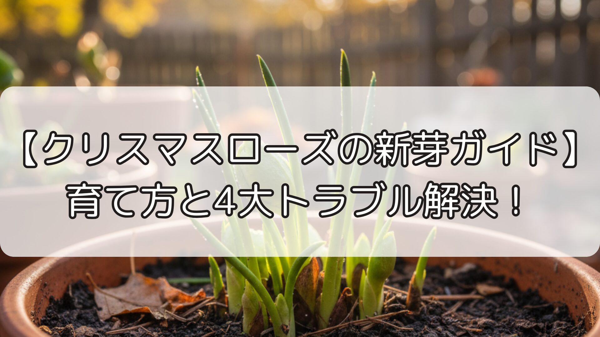 【クリスマスローズの新芽ガイド】育て方と4大トラブル解決！
