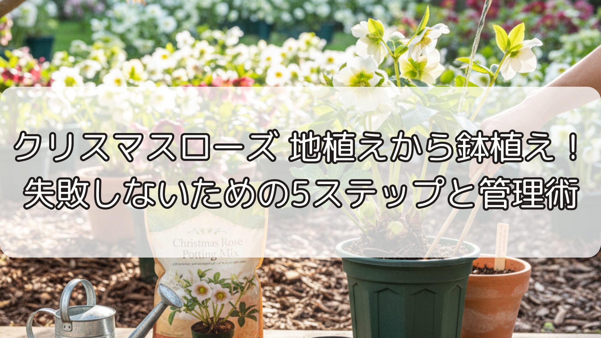クリスマスローズ 地植えから鉢植え！失敗しないための5ステップと管理術