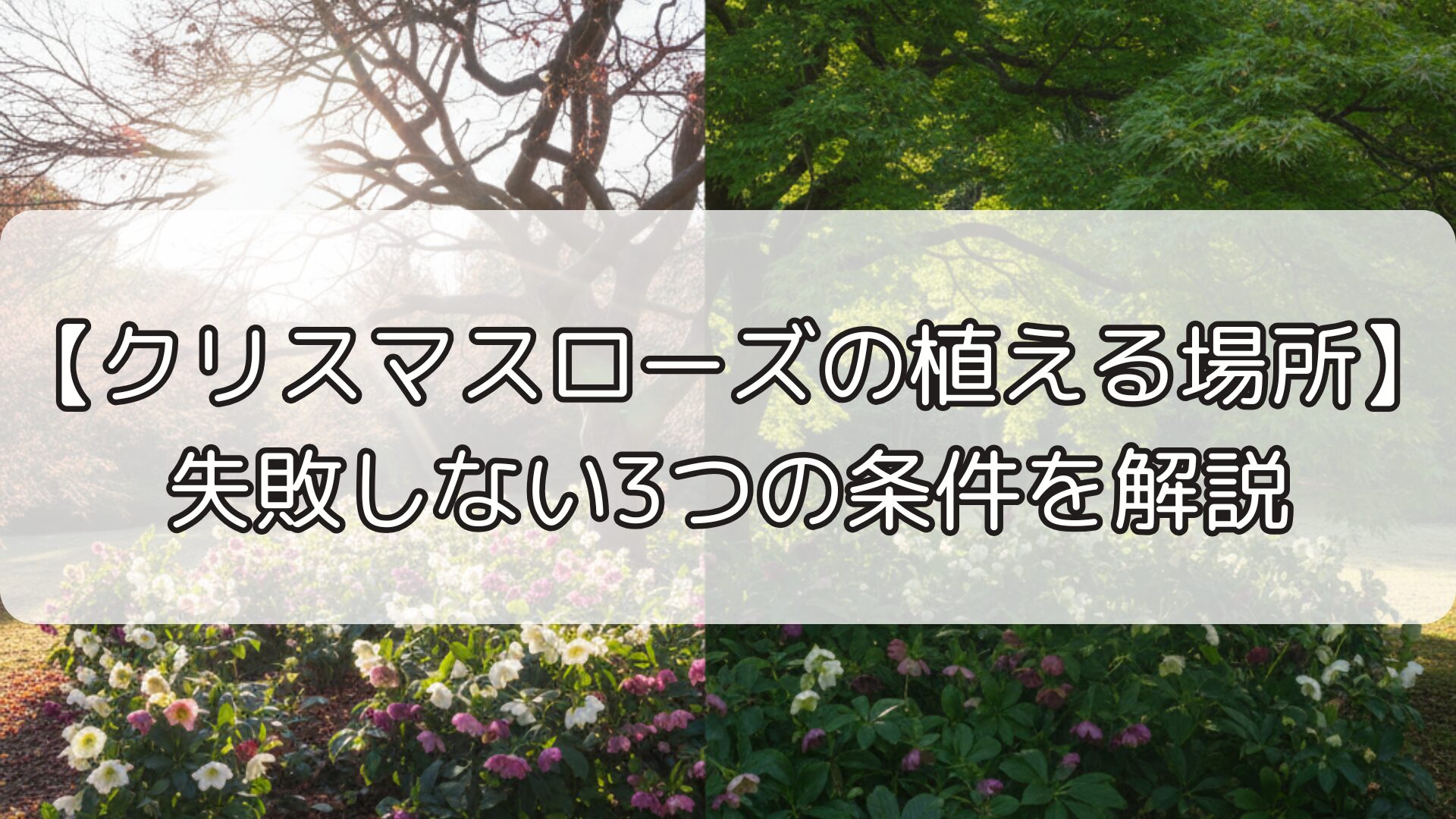 【クリスマスローズの植える場所】失敗しない3つの条件を解説