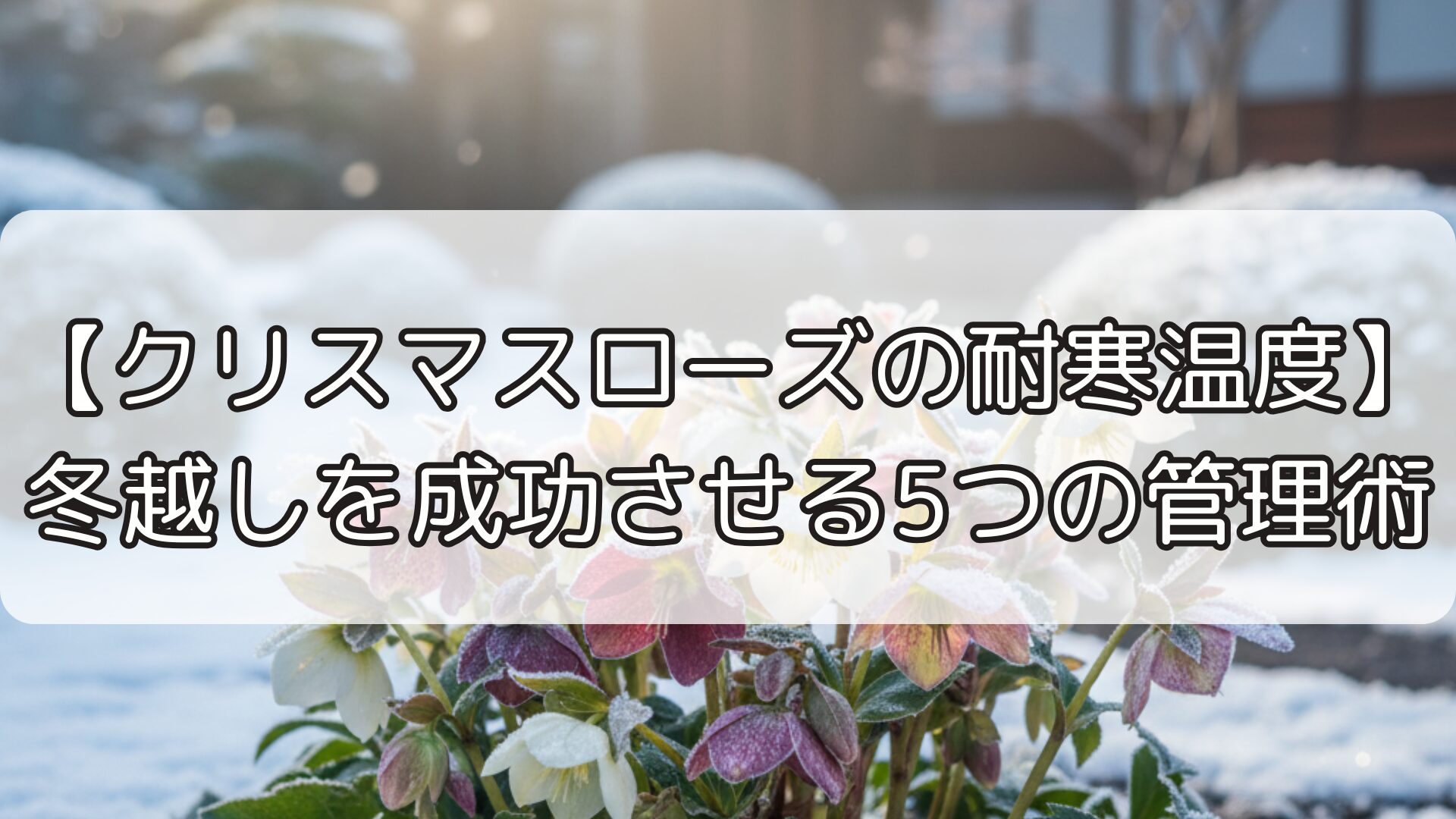 【クリスマスローズの耐寒温度】冬越しを成功させる5つの管理術