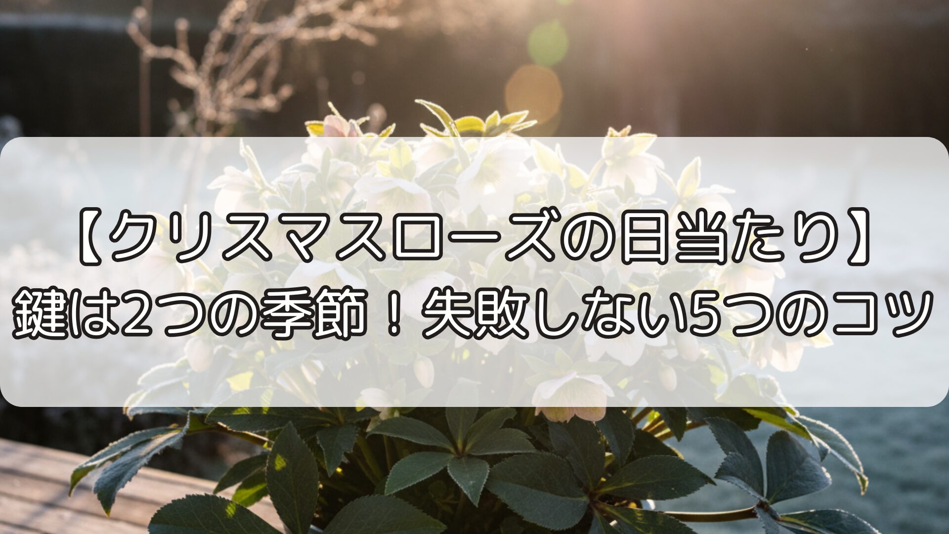 【クリスマスローズの日当たり】鍵は2つの季節！失敗しない5つのコツ