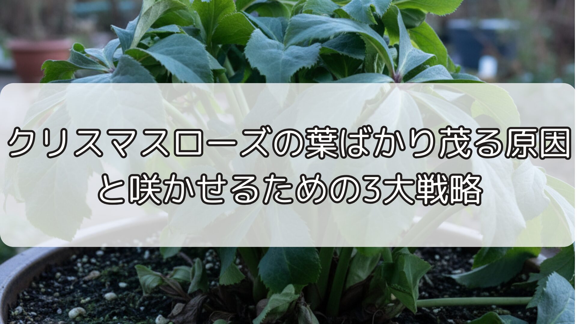 クリスマスローズの葉ばかり茂る原因と咲かせるための3大戦略